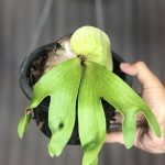 Platycerium madagascariense x quadridichotomum