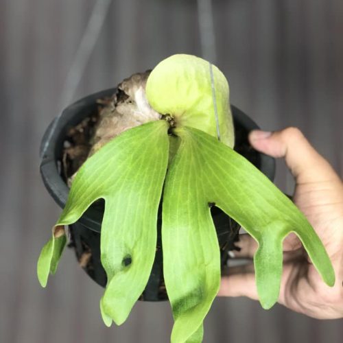 Platycerium madagascariense x quadridichotomum