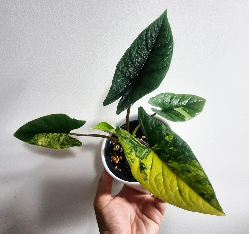 Tissue Culture - Alocasia scalprum variegated 1 plant - Image 4