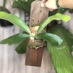 Platycerium Diversifolium