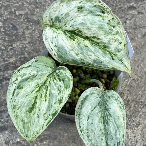 Scindapsus peasun variegated