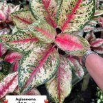 Aglaonema 10 Karat