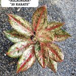 Aglaonema 20 Karat