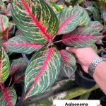 Aglaonema Amnat Charoen