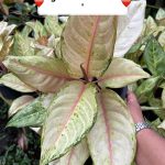 Aglaonema Frozen