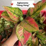 Aglaonema 'Heng Heng'