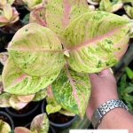 Aglaonema Kamlai Thong