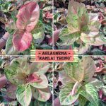 Aglaonema Kamlai Thong