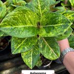 Aglaonema 'Kamlai Yok'