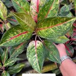 Aglaonema 'Kwak Ngern Thong'