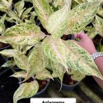 Aglaonema lak chai