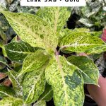 Aglaonema 'Laksap' - Gold