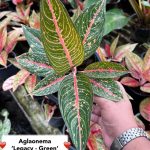 Aglaonema Legacy 'Green'