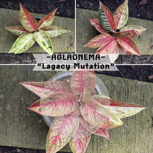 Aglaonema Legacy 'Mutation'