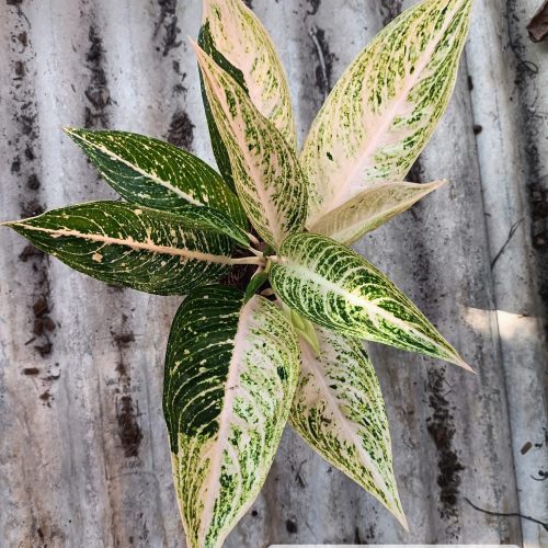 Aglaonema Legacy 'Two tone'