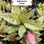 Aglaonema 'Lucky'