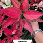 Aglaonema 'Manee Rung Ruang'