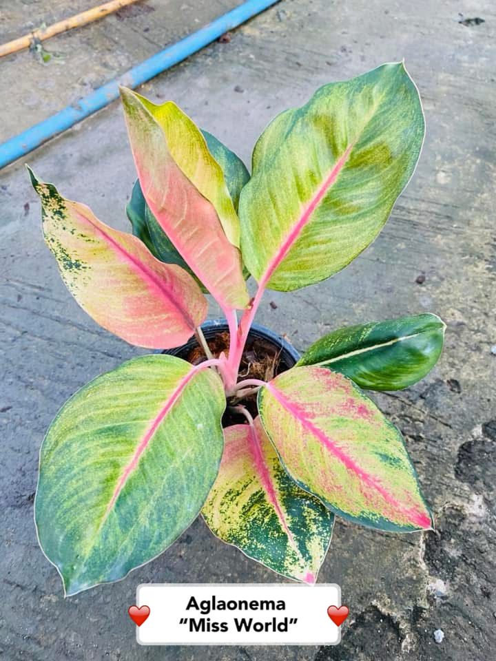 Aglaonema Miss World (5