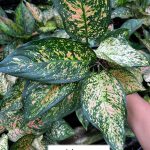 Aglaonema 'Orange Anyamanee'