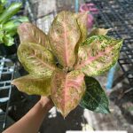 Aglaonema Orange Stardust