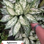 Aglaonema 'Phet Nam Nueng'