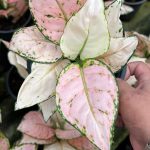Aglaonema 'Pink Anyamanee'