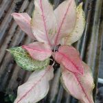 Aglaonema 'Pink Catherine'