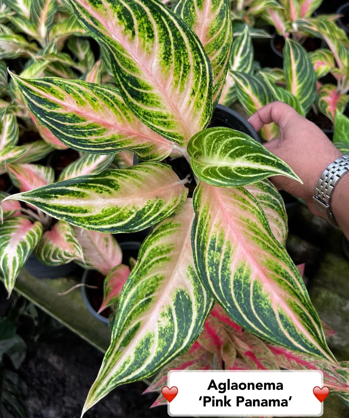 Aglaonema Pink Panama (5" Pot) | Vibrant Houseplant | Greenboog