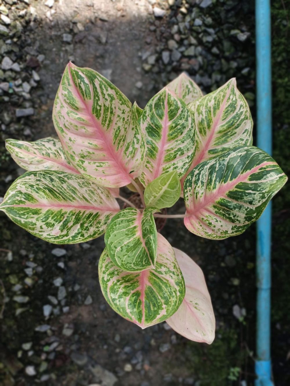 Aglaonema Pink Tiger