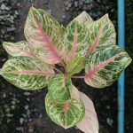 Aglaonema Pink Tiger