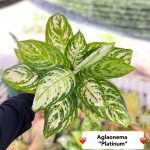 Aglaonema 'Platinum'