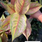 Aglaonema 'Prakaipet'