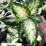 Aglaonema 'Rab Ngen Rab Thong'