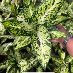 Aglaonema 'Rab Thong'