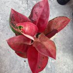 Aglaonema 'Red Cochin' (Hybrid)