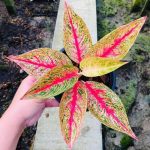 Aglaonema 'Ruaylonfa'