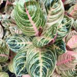 Aglaonema 'Siam Perfect'