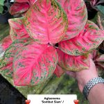 Aglaonema 'Sombat siam'
