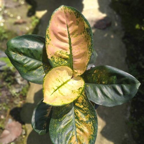 Aglaonema Starbucks