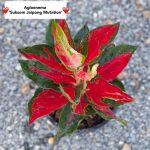 Aglaonema 'Suksom Jaipong Mutation'
