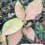 Aglaonema 'Suksom Jaipong Peach Color'