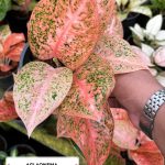 Aglaonema Sup Mongkol Orange