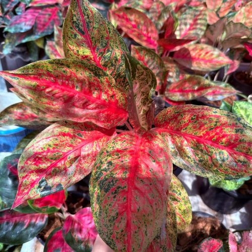 Aglaonema Tiara