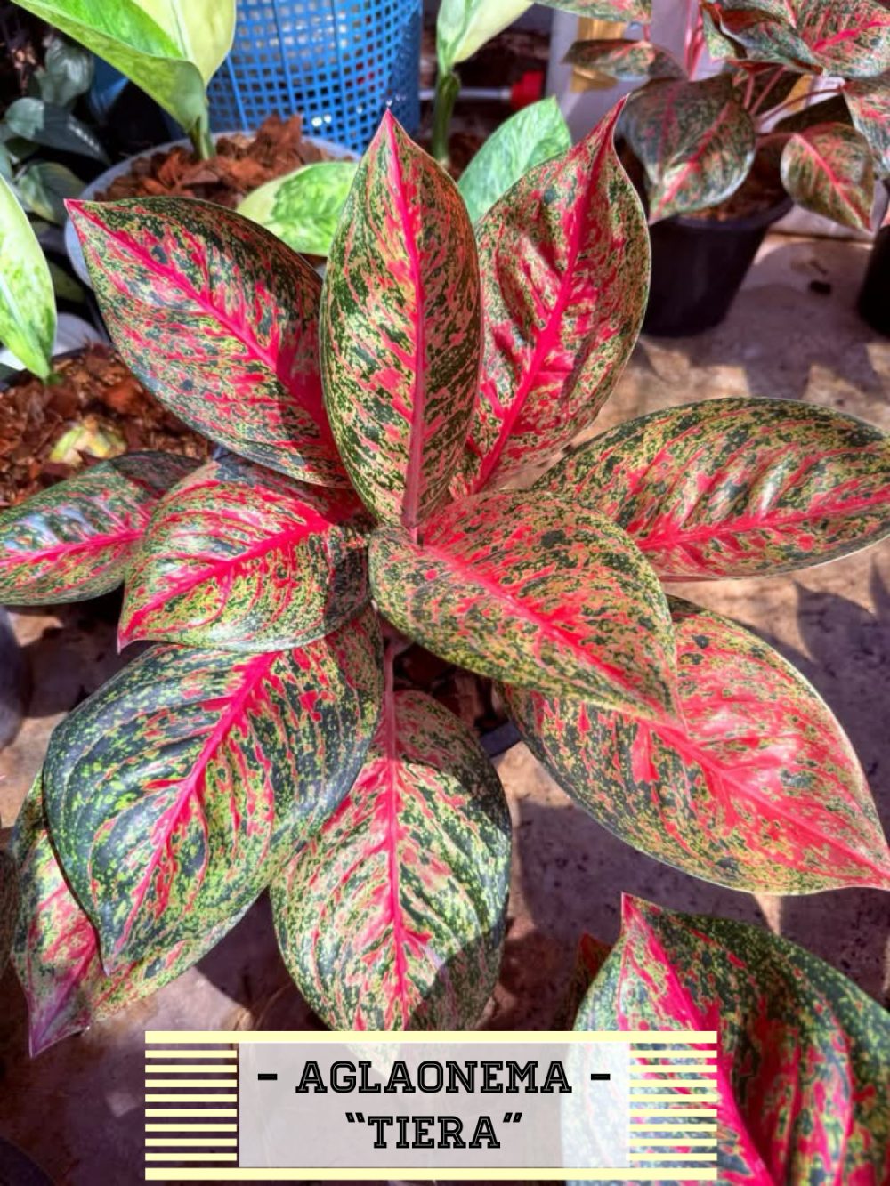 Aglaonema Tiara - Image 2