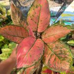 Aglaonema 'Valentine'