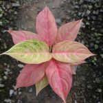 Aglaonema pink angel