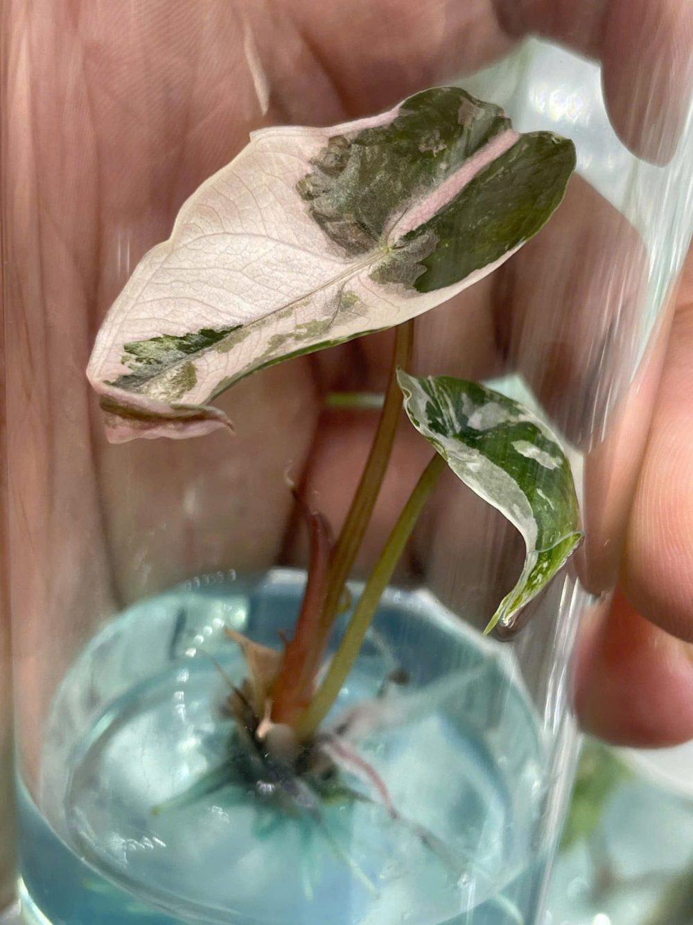 Tissue Culture - Alocasia Chantrieri Pink Variegated - Image 2