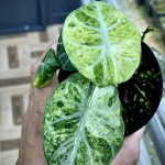 Alocasia ninja tricolor