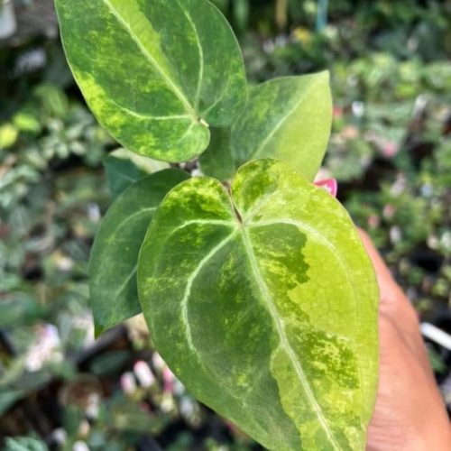 Anthurium papillilaminum variegated x skg pink lemonade