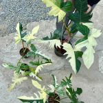 Philodendron Golden Dragon variegated